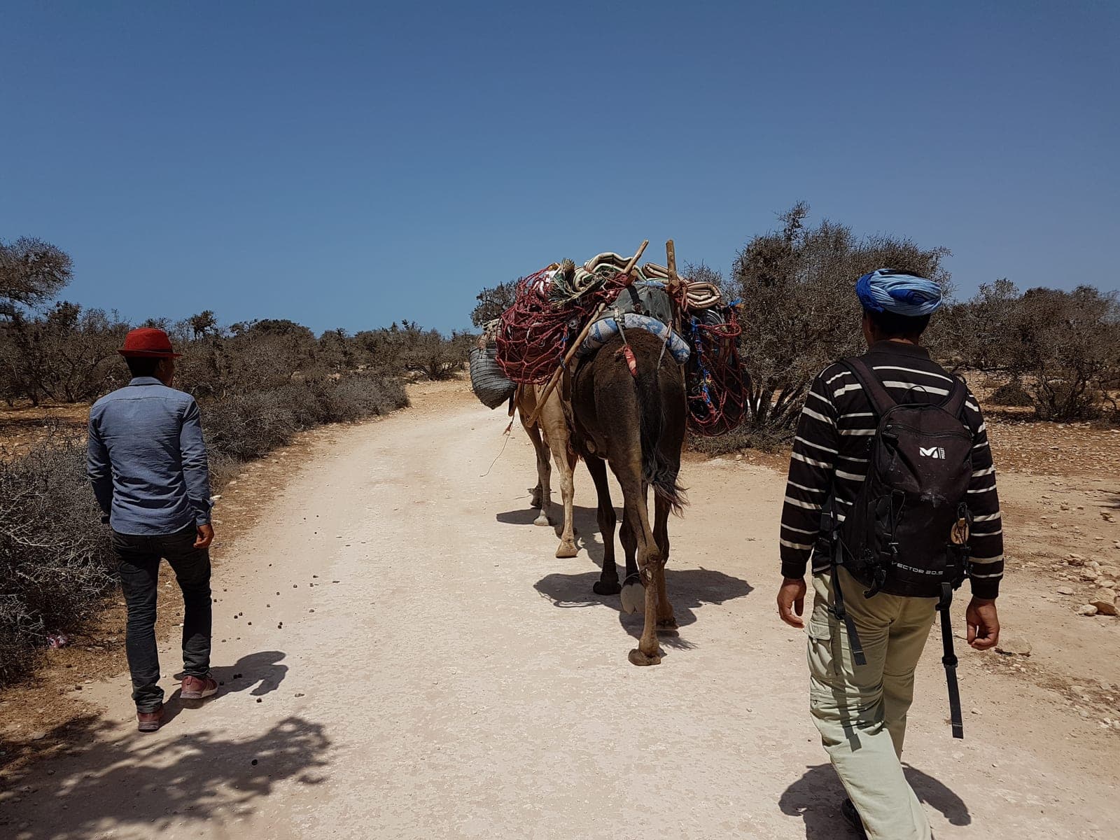 One of our guides in a blue turban walking the baggage camels along an argan-lined track on the Atlantic coast of Morocco
