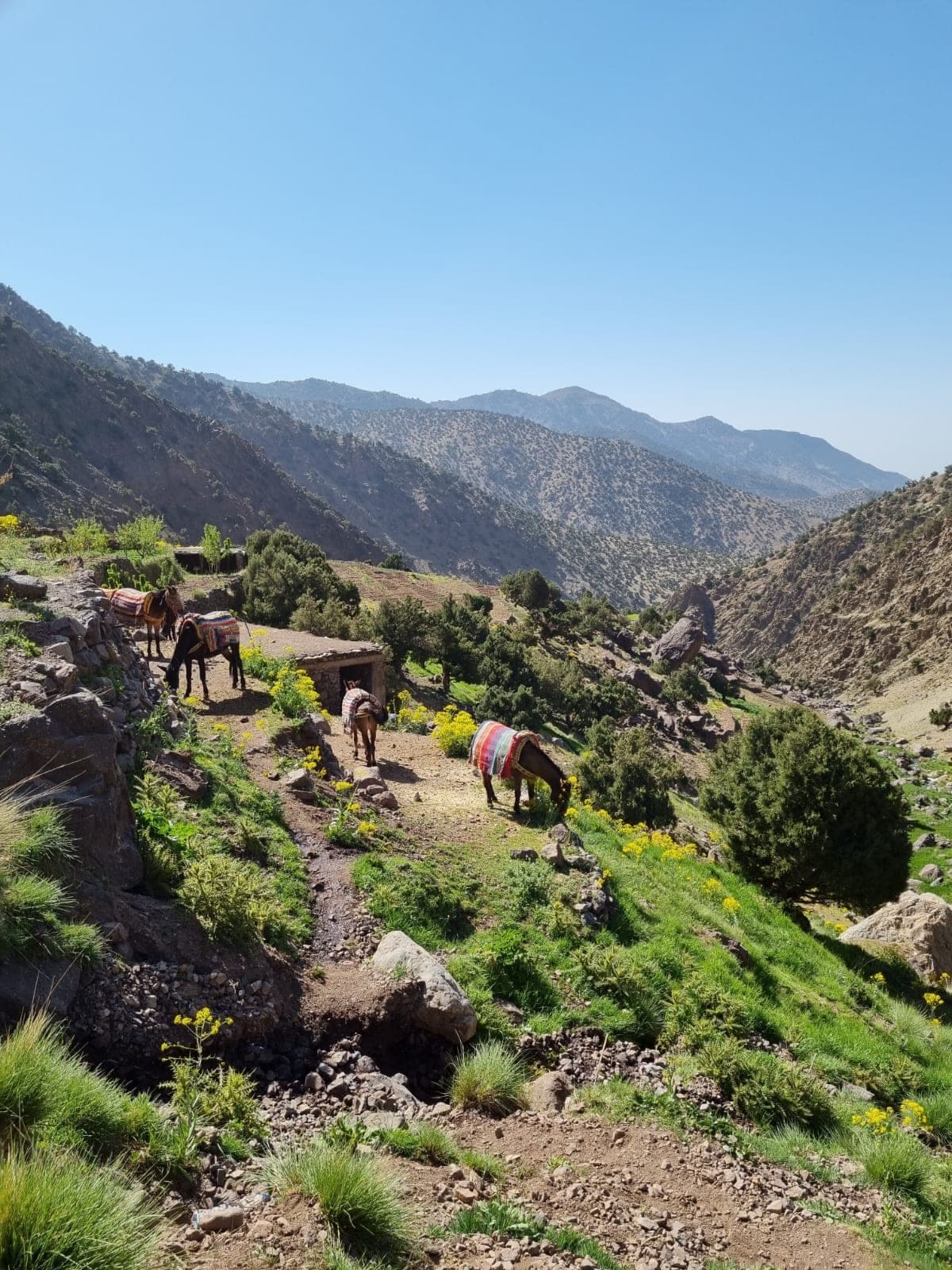 Our mule train carrying kit up a green spring trail in the High Atlas, Morocco