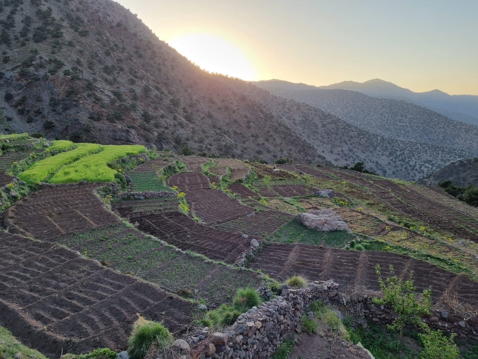 Terraced Berber fields catching first light across a High Atlas valley, Morocco