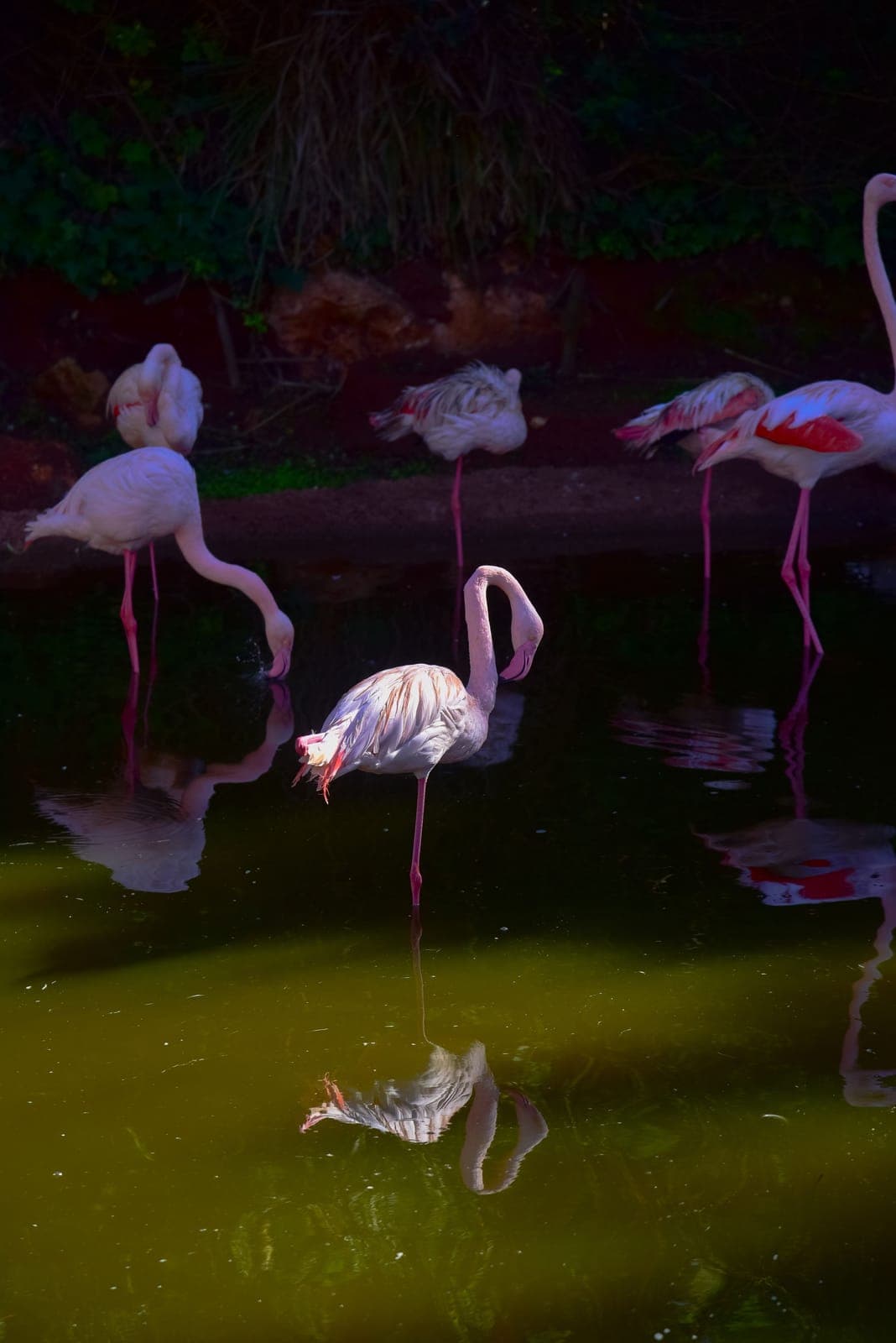 Souss-Massa National Park: Morocco's Best Birdwatching, from Agadir