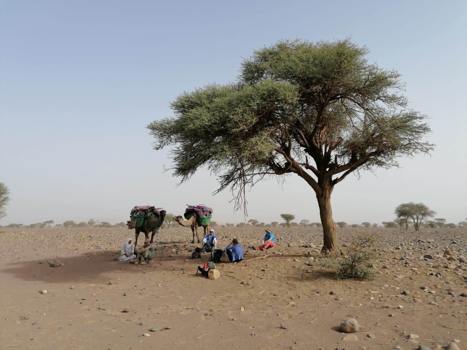 Baggage camels resting in the shade of a lone acacia on a desert crossing, Morocco