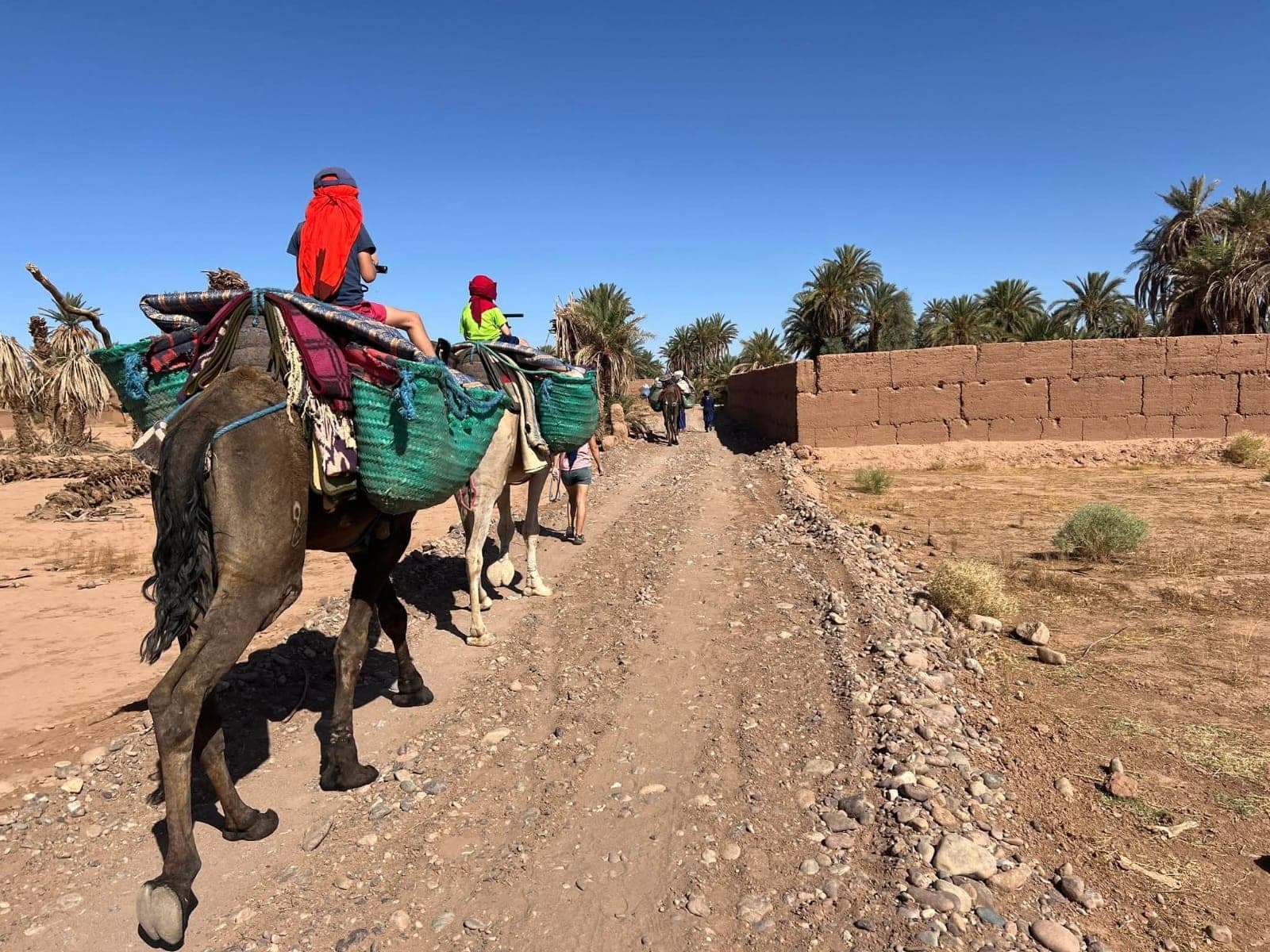 Children in sun scarves riding camels past the palm groves and mud-brick walls of a Draa Valley village, Morocco