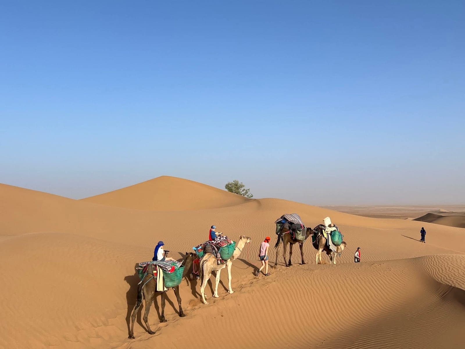 Children riding in the camel caravan across the Erg Chebbi dunes with our guide leading on foot, Merzouga Morocco
