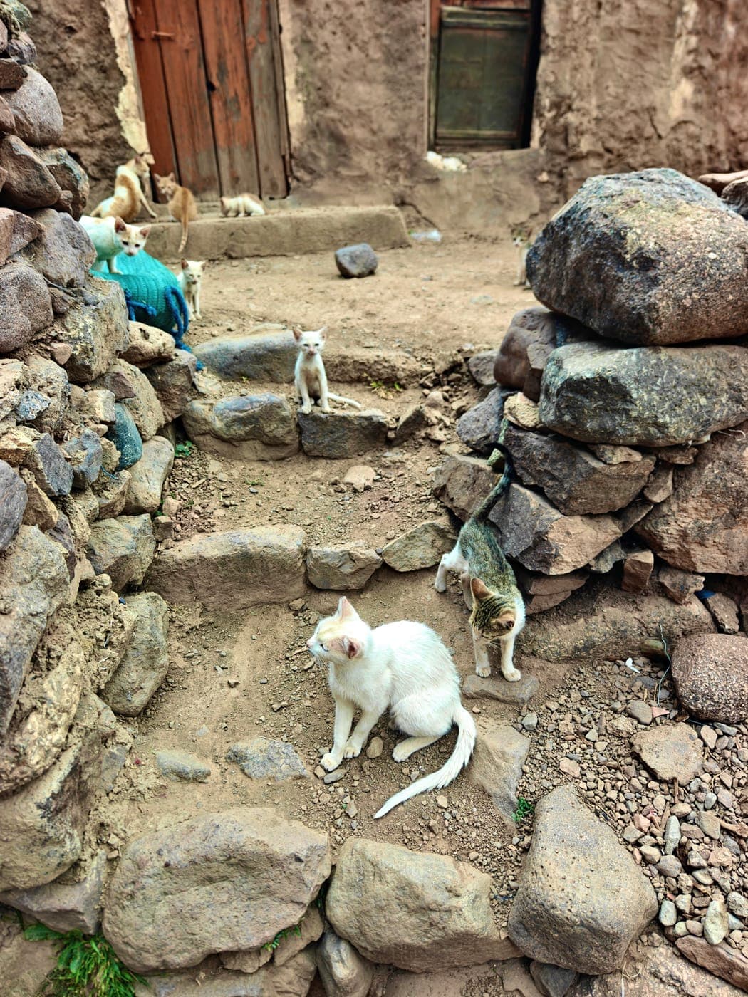 Kittens on the stone steps of a Berber village in the High Atlas, Morocco