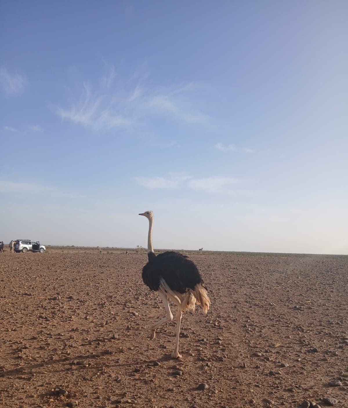A wild ostrich on the coastal plain of Souss-Massa National Park, Morocco