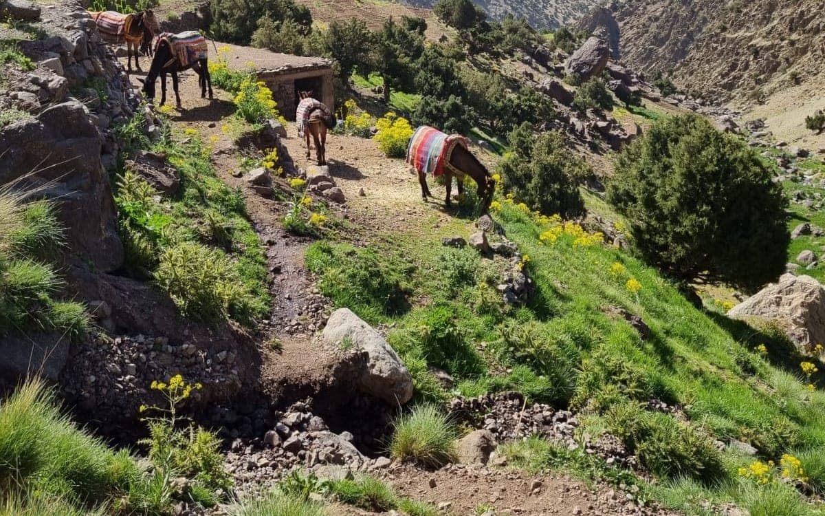 Trekking the Atlas Mountains with Kids: Ages, Altitude and What Actually Works