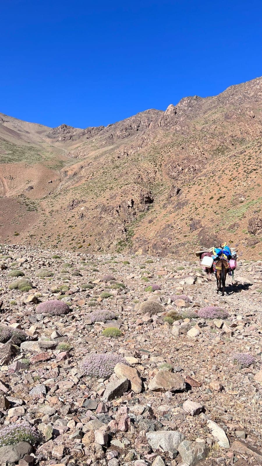 Große Durchquerung des Hohen Atlas ab Marrakesch — 15-Tage-Trek vom M'Goun zum Toubkal — trekking tour from Marrakech, Morocco (photo 2)